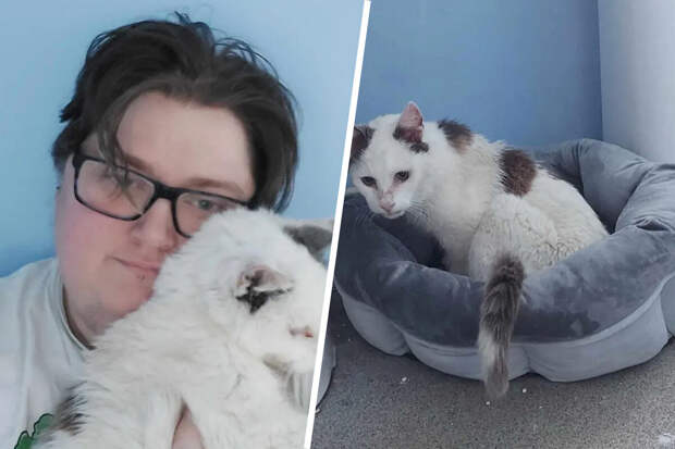 Fox News: хозяин кота из Англии нашел своего питомца спустя 12 лет после его пропажи