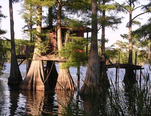 Фантастические кипарисы озера Каддо (Caddo lake), США