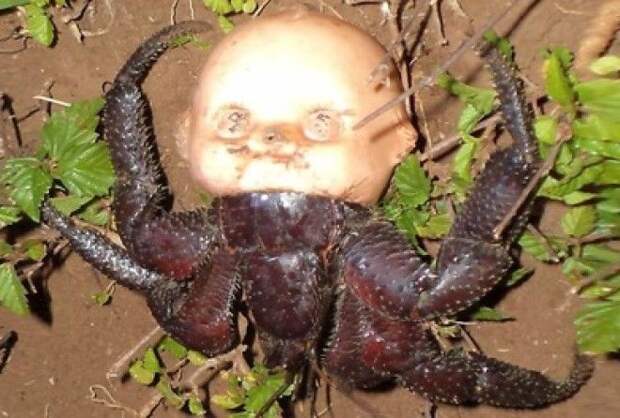 25 жутких фото, на которых природа показывает своё пугающее лицо