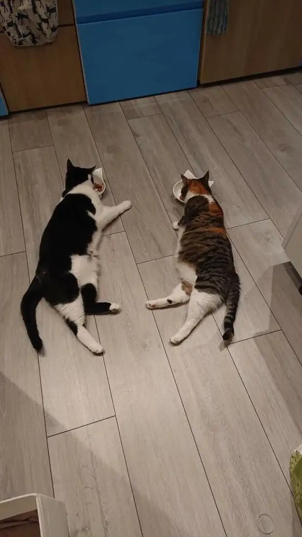 17 чудесных доказательств, что две кошки завсегда лучше одной
