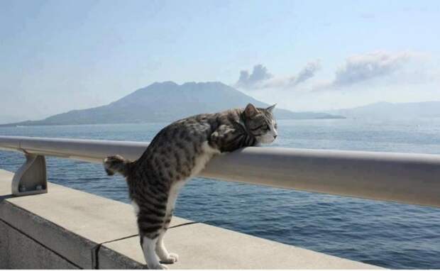 30 веселых фотографий с животными 30 веселых фотографий с животными