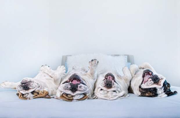 Лапы вверх: 13 фотографий весёлых собак с необычного ракурса