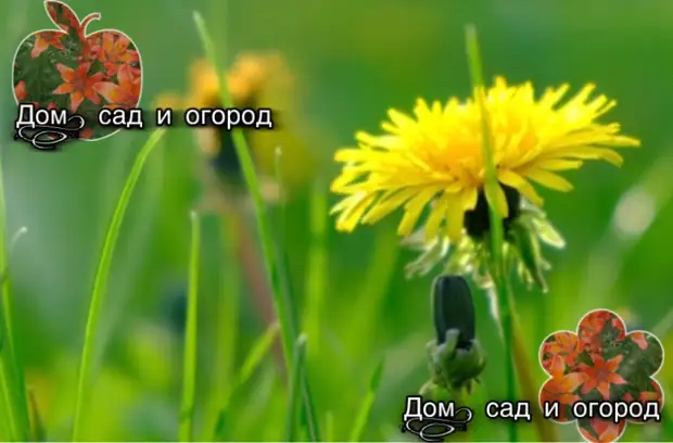 Настой из одуванчиков!