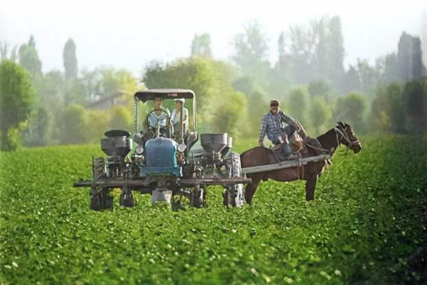 Культивация хлопка на полях колхоза имени Ленина Ахунбабаевского района Ферганской области. Узбекская ССР, 1970 год.