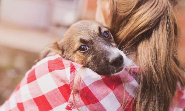 Женщина впустила собаку в постель и провела два месяца в больнице