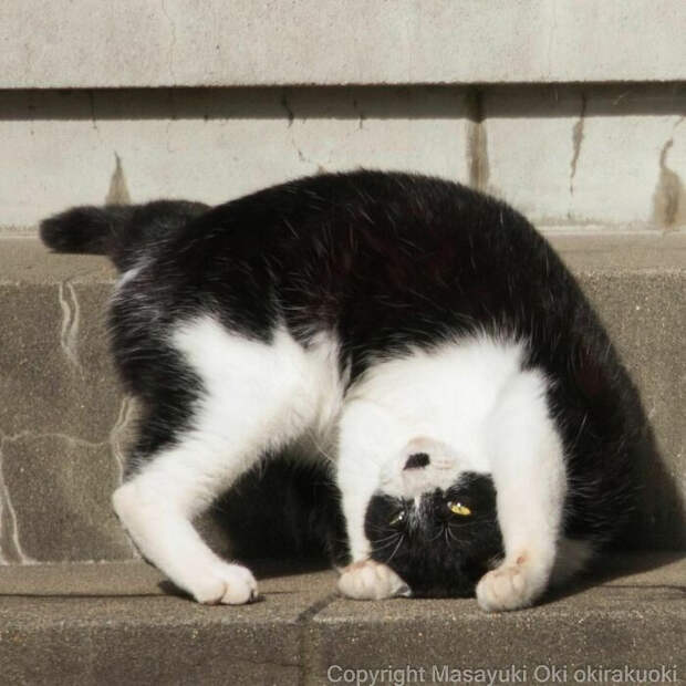 Уличные котики Токио на снимках Масаюки Оки