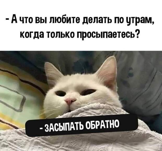Возможно, это изображение (один или несколько человек, кот и текст «A что вы« любите делать по утрам, когда только просыпаетесь? -засыпать обратно»)