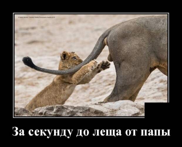Демотиваторы (20 фото)