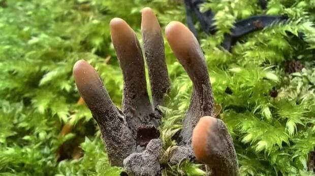 Фото © Instagram (запрещён на территории Российской Федерации) / northwalesmushrooms