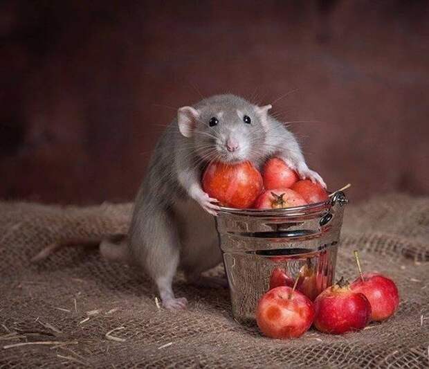 Коллекция эмоциональных снимков