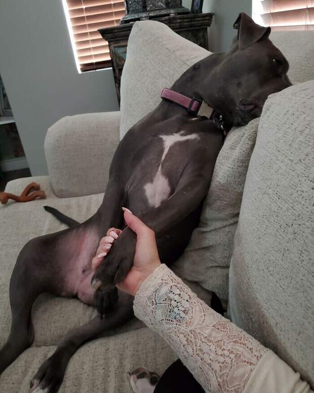 Bigpicture.ru забавных фото с животными, которые гарантированно поднимут вам настроение