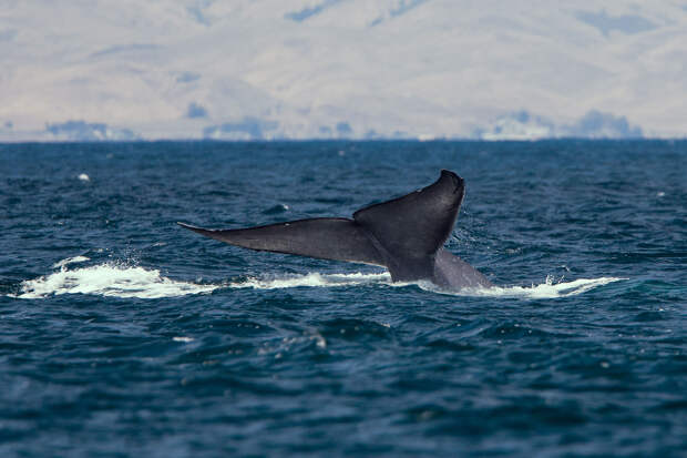 Удивительные и интересные факты про синих китов