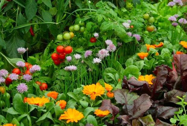 Цветы гармонично сочетаются с овощами / Фото: flo.discus-club.ru