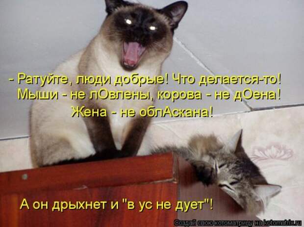 Свежая котоматрица для настроения (28 фото)