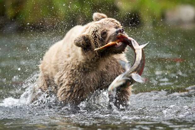Медведям с Дальнего Востока повезло — их рацион по большей части состоит из рыбы, так как её в местах обитания косолапых очень много. 