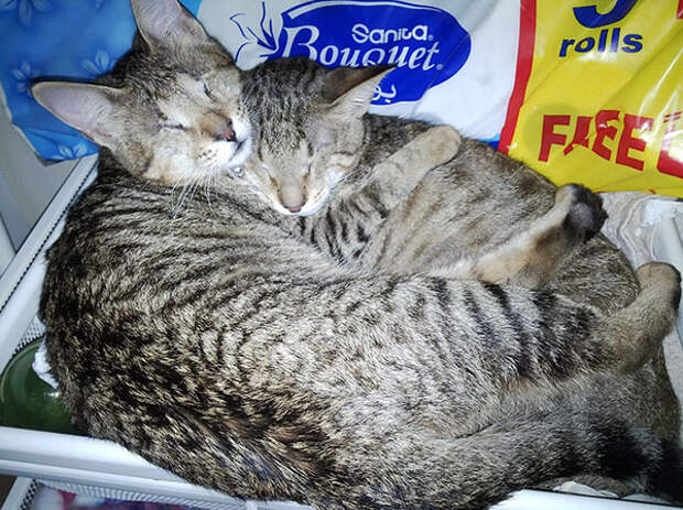 Три слепых кота доброта, кот, слепой, три слепых кота