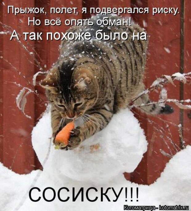 Свежая котоматрица на Бугаге (33 фото)