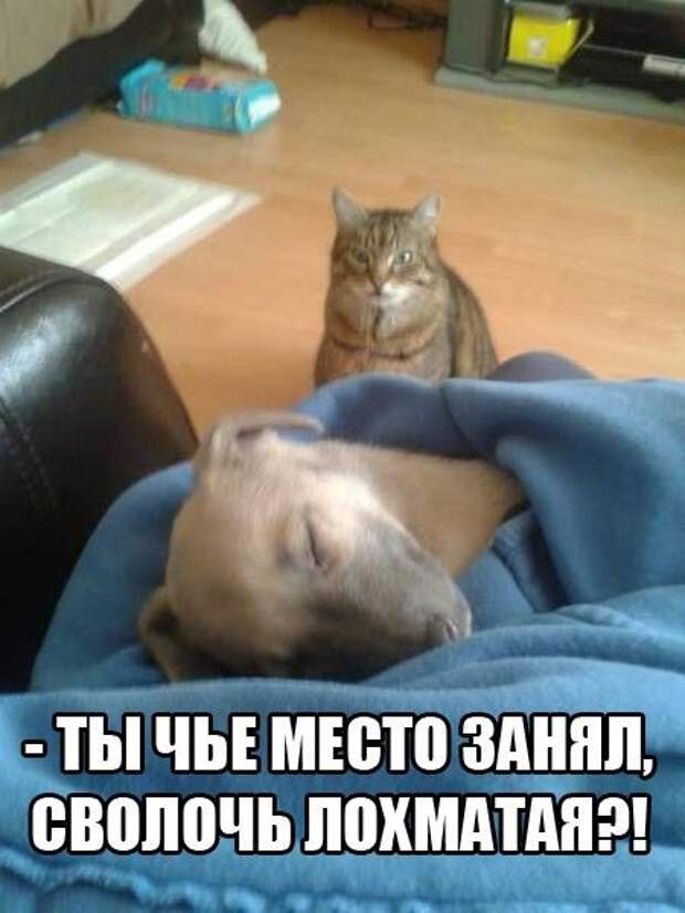 Смешные картинки с надписями прикол, юмор