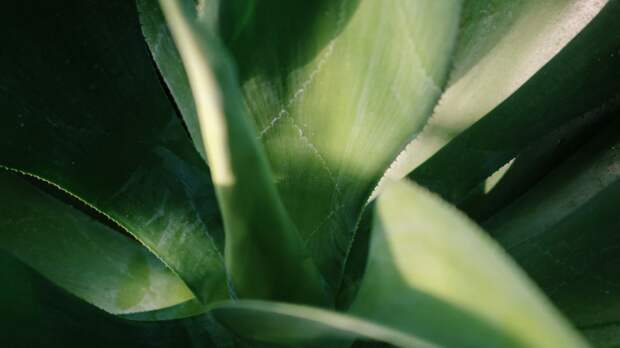 Неприхотливая зелень: семь растений, которые выживут при нерегулярном уходе и скудном поливе