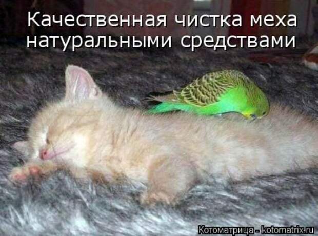 Новая котоматрица для настроения (20 фото)
