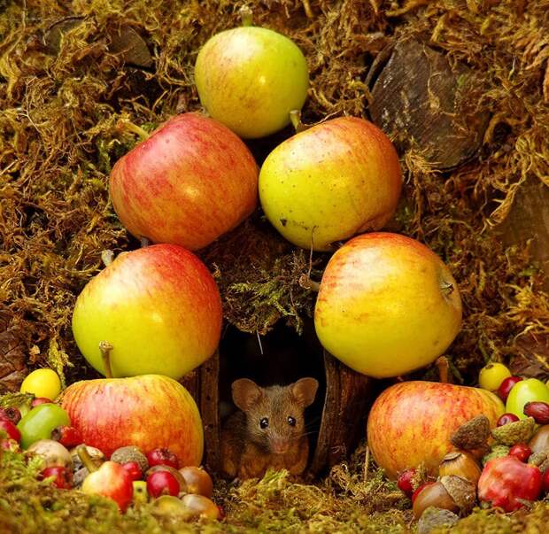 https://twizz.ru/wp-content/uploads/2018/11/miniature-mice-family-house-simon-dell-48.jpg