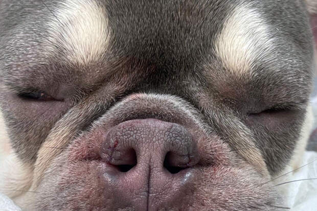 Первую пластическую операцию храпящему бульдогу сделали в Новосибирске