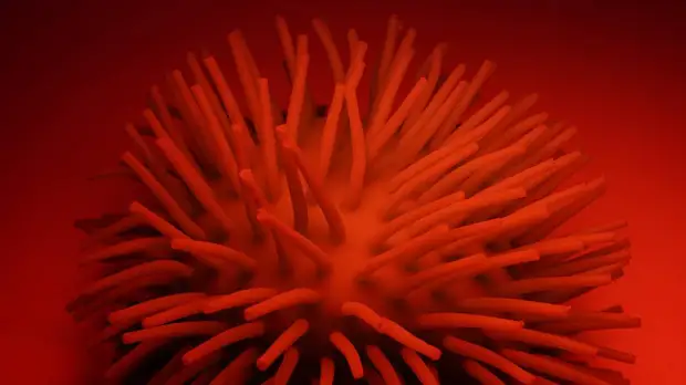 «Остаточные волны»: иммунолог Болибок рассказал, откуда придет новая вспышка «стелс-омикрона»