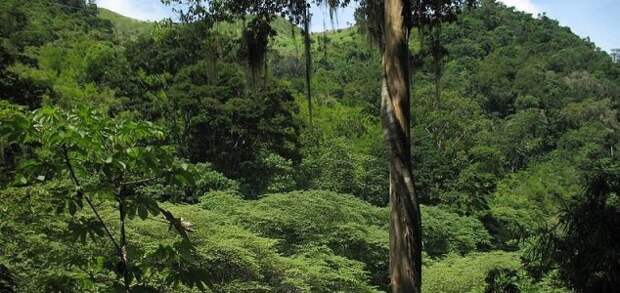 Исследователи обнаружили древний затерянный город в джунглях Гондураса