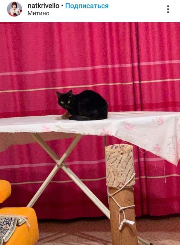 Фото дня: погладьте кота