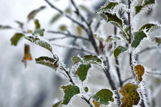 Эксперт Рождественская: в холодную погоду нужно корректировать питание растений