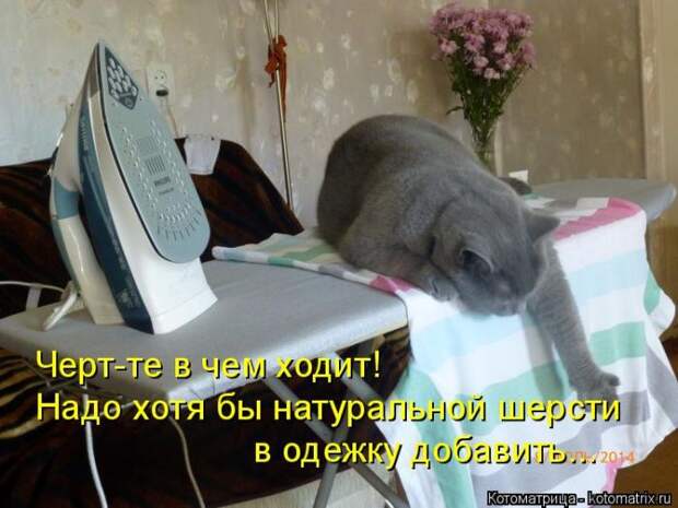 Лучшие котоматрицы недели (50 фото)