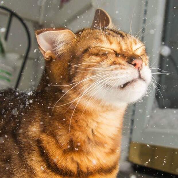 первая прокулка кошки на улице, реакция котов на первую прогулку, кошка впервые на улице