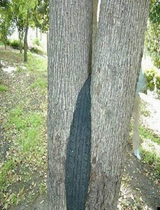 Сила природы (25 фото)