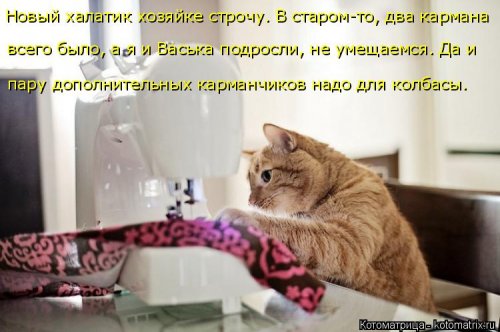 Свежая прикольная котоматрица (26 фото)