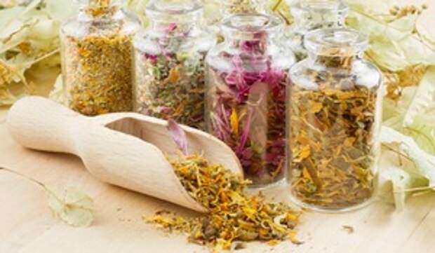 Применение череды в домашних условиях, народные рецепты