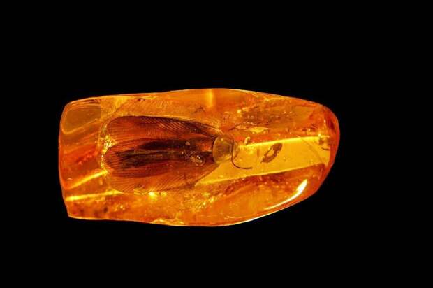 В Калининграде найден уникальный янтарь с древним тараканом