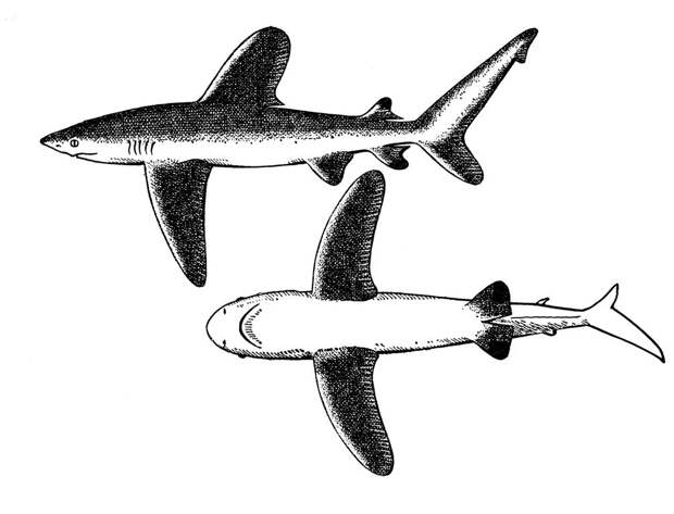 Длиннокрылая акула (Carcharhinus Longimanus).