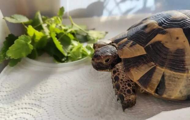 Краснокнижную черепаху спасли от онлайн-перекупщиков в Петербурге