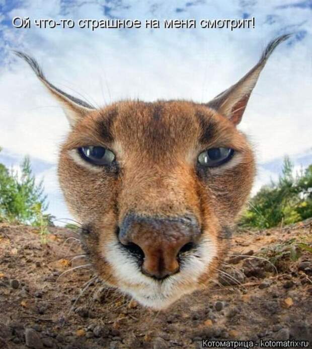 Лучшие котоматрицы недели (50 фото)