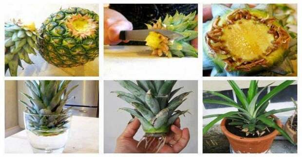 Как посадить ананас
