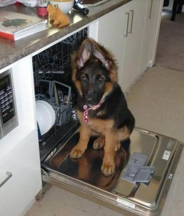 10 фотодоказательств того, что чудеснее овчарки зверя не найти