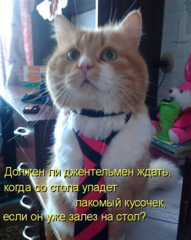 Весёлая котоматрица смех, фото