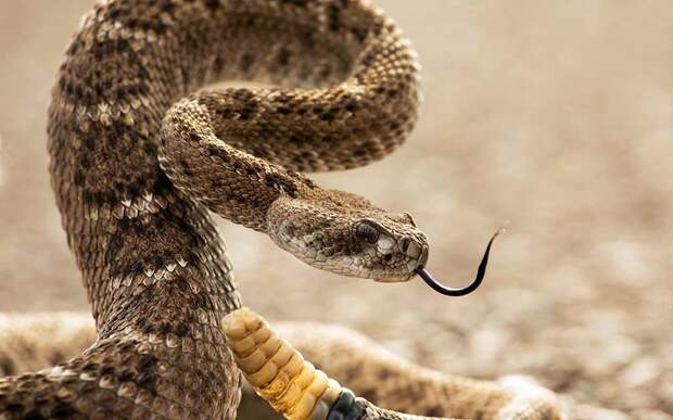 10 глупых мифов о змеях, из-за которых многие люди их боятся