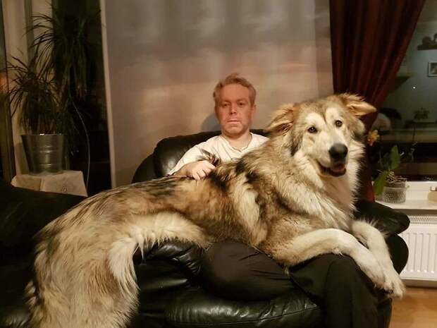 Эти 8 собак еще не поняли, насколько они большие. Им нравится сидеть на ручках