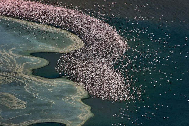 thousandsofflamingo 14 Тысячи розовых фламинго на озере Накуру