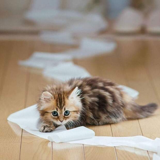 Смешные и милые кошки
