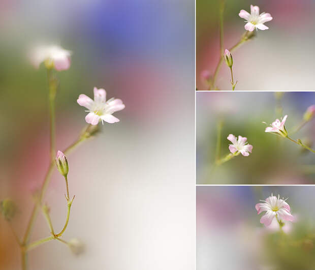Фотографии цветов от Makushina Tatyana