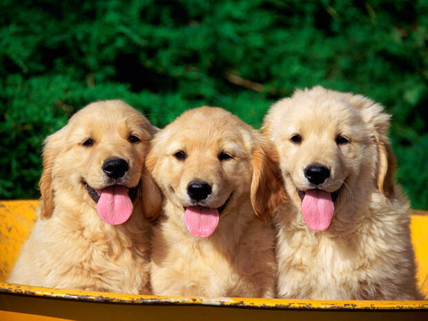 Dogs