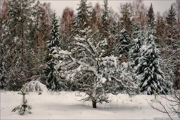 Фото Гжель Яблоня, покрытая снегом