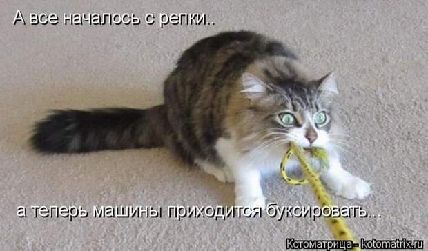 Лучшие котоматрицы недели (50 фото)